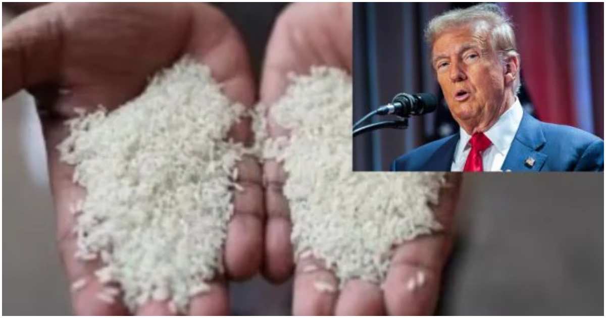 জাপান অ্যামেরিকার চাল কিনবে না বলে অভিযোগ করেছেন ট্রাম্প। ছবি: দি ইন্ডিয়ান এক্সপ্রেস