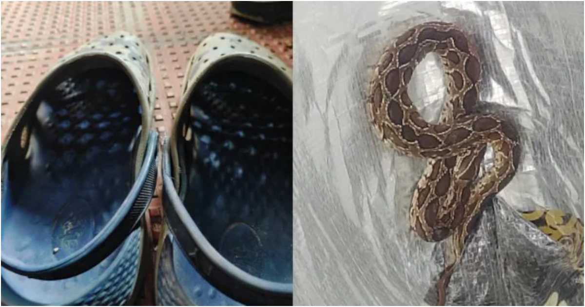 বাসার সামনের দরজায় ক্রকস ব্র্যান্ডের জুতাটি রেখেছিলেন মঞ্জু প্রকাশ। তার একটিতে ছিল সাপ। কোলাজ: এনডিটিভি