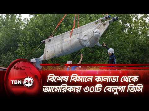 বিশেষ বিমানে কানাডা থেকে আমেরিকায় আনা হলো ৩০টি বেলুগা তিমি | Beluga Whales | Canada | US |TBN24 NEWS