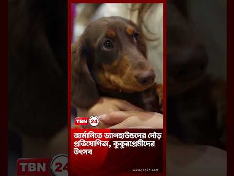 জার্মানিতে ড্যাশহাউন্ডদের দৌড় প্রতিযোগিতা, কুকুরপ্রেমীদের উৎসব | Munich Dachshund Race | TBN24 NEWS