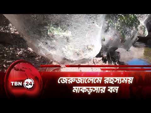 জেরুজালেমে রহস্যময় মাকড়সার বন | Jerusalem | Forest |  Spider Webs | TBN24 NEWS