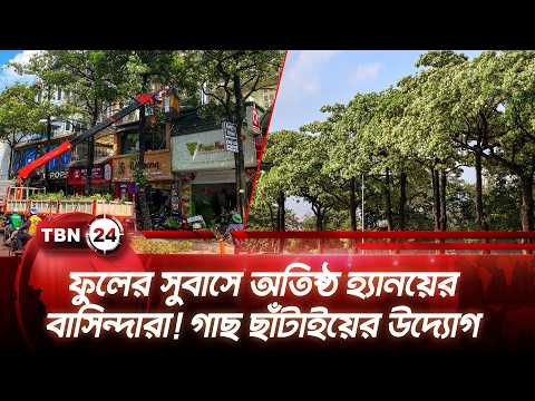 ফুলের সুবাসে অতিষ্ঠ হ্যানয়ের বাসিন্দারা! গাছ ছাঁটাইয়ের উদ্যোগ | Vietnam | Hanoi | Flower |TBN24 NEWS
