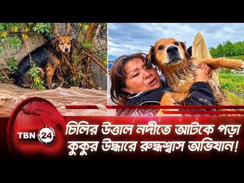 চিলির উত্তাল নদীতে আটকে পড়া কুকুর উদ্ধারে রুদ্ধশ্বাস অভিযান! | Chile | Dog Rescue | TBN24 NEWS