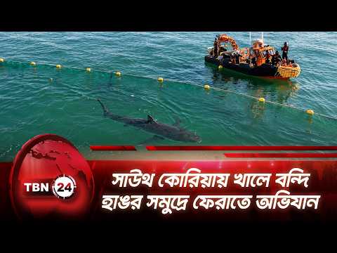 সাউথ কোরিয়ায় খালে বন্দি হাঙর সমুদ্রে ফেরাতে অভিযান | South Korea | Shark Rescue | TBN24 NEWS