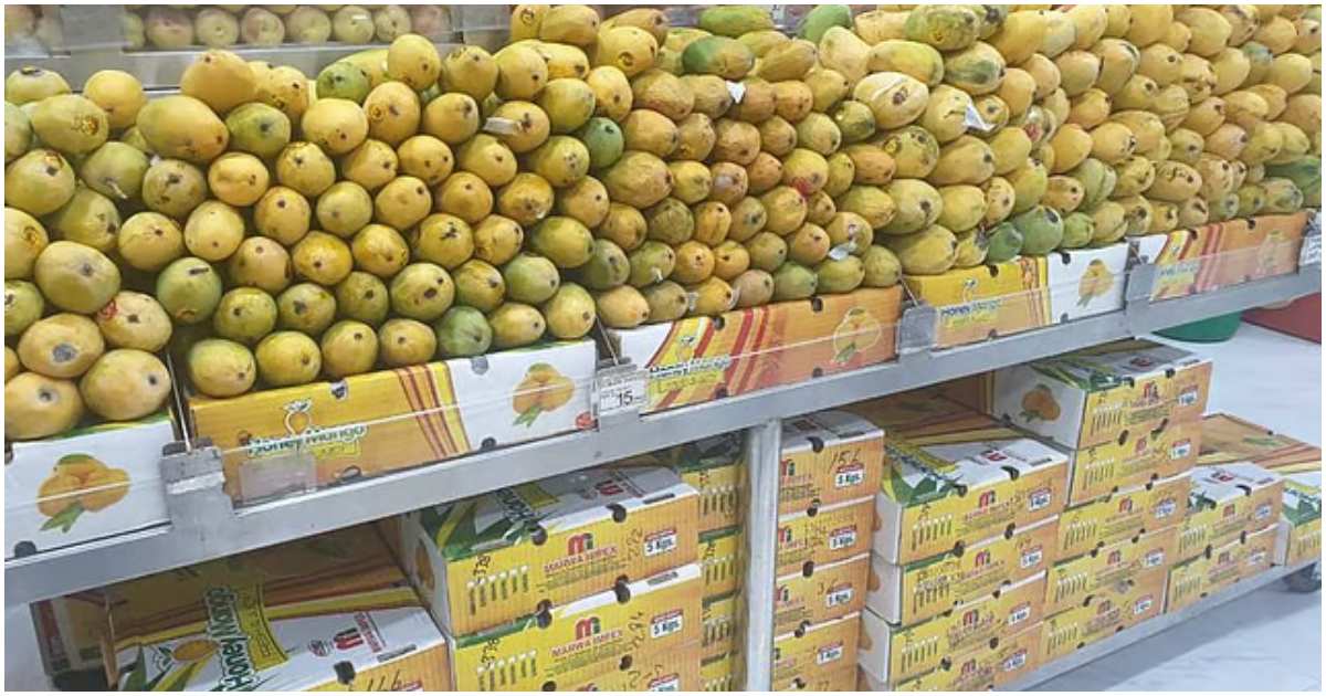 নানা জাতের পাকিস্তানি আম যায় আমিরাতে। ছবি: গালফ নিউজ